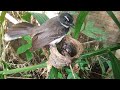 Food stuck in the neck of a baby bird struggling | 4 days