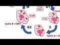 The cell cycle - Part 2: Cyclins, cyclin dependent kinases (CDKs), CDK inhibitors