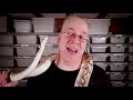 How to Euthanize, Package, and Freeze Rodents (for your Snakes)