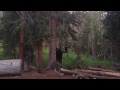 Moose Walks Through Our Campsite - Rocky Mountain National Park - Tonahutu Creek Trail