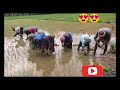 ഞാറ് നടുന്നത് കണ്ടാലോ 🙏😍😍#paddy cultivation#njar nadal#paddy farming#remyas world