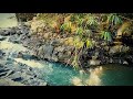 Mountain Stream and Bamboo Forest Relaxing Sounds for Stress relief and calming soul