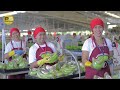 You Won't Believe How Millions of Bananas Are Harvested and Processed! How It’s Done!