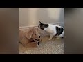 Try Not To Laugh 🤣 New Funny Cats Video 😹 - MeowFunny Part 11