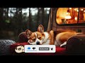 Dog Sleep Music for Dogs🐶Reduce Anxiety Stress in Your Pet🐶💖Comfort Your Puppy🎵