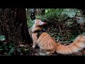 Giant Maine Coon Kitten in the Redwood Forest