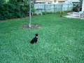 Airedale Puppy video (7 weeks-old)