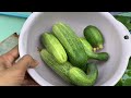 Hydroponic Cucumber 🥒 a lot of water inside