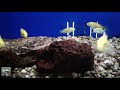 Electric Yellow Labidochromis (Labidochromis caeruleus) Flashes The Lights