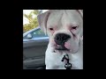 Funniest Animals 2024 😂 Best Funny Cats and Dogs 😻🐶 Part 16 | Cute Baby Dogs