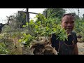 พาชมสวน yamadori เมืองเหน่อ