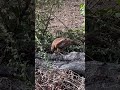 Hawk having a fresh rodent dinner