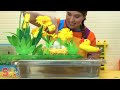 Caitie's Classroom Live  - Ducks!