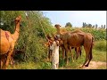 The way of Bamboo cutting|Camel are grazing|Pak Village Vlogs|