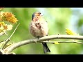 Il Fringuello: il suo canto e non solo!#nature #birds #animals #zoo