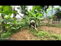 (FULL VIDEO)  33 days of house building and vegetable gardening | Thiểm Ngọc Hoàng
