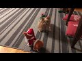 Yorkie confused by dancing Christmas Dog