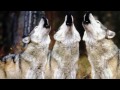Wolf Hunts In Idaho and Montana - A CALL TO TAKE ACTION