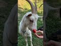 Three pug eating watermelon 🍉 and a bonus with goats at the end of the video