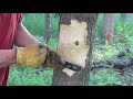 How to Kill a Tree by Girdling 2021