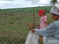 FARM VISIT PART2  NANGUHA KAMI KANGKONG #sugarcane #farming #sugarcanefarming #nabutaan #farmer