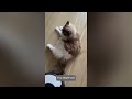 Funniest Cats And Dogs Videos 😁 - Best Funny Animal Videos 2024🥰 #8