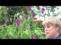 Sweet Peas | Why Sarah Loves them and how to cut them