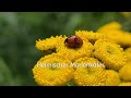 Hübsche Sommerinsekten - Pretty Insects of Summer