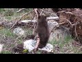 Grizzly Cubs of the Year Playing and Exploring Canada's Rockies