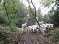 PASTORI E PECORE - SHEPHERDS  and SHEEPS on the Alps -  Schafe Transhumanz in Dolomiten