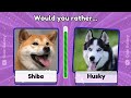 🐶🐱 Would You RATHER | ANIMALS Quiz Edition | Quiz galaxy 🚀