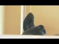 Gorilla girl worries about her brother gorilla who is seem down｜Shabani Group