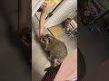 My Buddies Pet Raccoon AKA TRASH PANDA 🦝- 7 months old