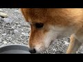 【Camping with Shibainu】Chill with my dog at the river