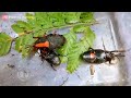 hunting elephant unique beetle in the rotten palm trees