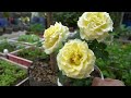 Discover My Secret To Growing Beautiful Roses