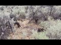 Walking through sagebrush and cactus in Cawston.