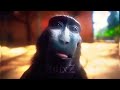 Monkey Rizz Edit