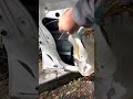 How to open a Honda Accord Driver door that won’t open from the inside or out
