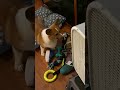 Louie Plays with His Toys