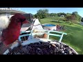 BirdCams-Week 2-Jun 2024