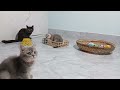 I would die laughing for these FUNNIEST Cats 😍 Funniest Cat Reaction 😹Part 21