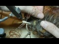 Tying a Crayfish Fly