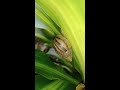 6 minutes of a slug being a slug in a Cornstalk Dracaena