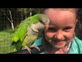 How My 6yr Old Tamed This Quaker Parrot (Without Me Knowing!)