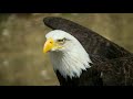 Memorial Day Songs 2020 - Great Patriotic Songs - Memorial Day Music Inspiring The American Spirit!