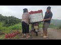 Harvesting Thanh Ha lychee and U Hong lychee on the hill - Thu Hien Farm