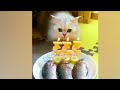The Funniest Animals 2024 😹 Collection Video Best Funny Animals #3