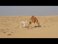 Camels at Dubai Desert