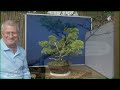 How to create a CHEAP Bonsai from your Garden (Escallonia) & Pruning Olive Bonsai